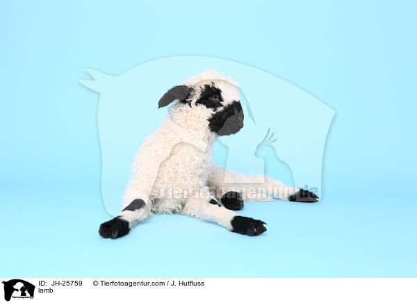 lamb / JH-25759