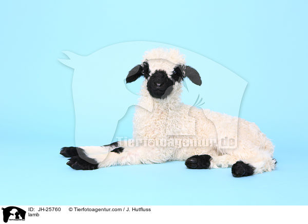 Lamm / lamb / JH-25760