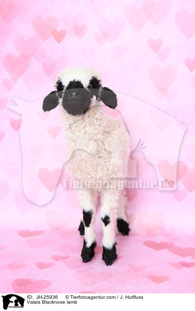 Walliser Schwarznasenschaf Lamm / Valais Blacknose lamb / JH-25936