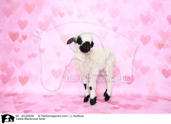 Valais Blacknose lamb / JH-25938