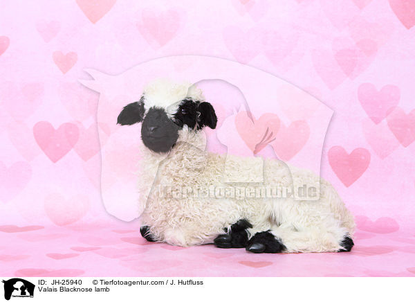 Valais Blacknose lamb / JH-25940