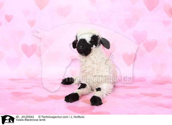 Valais Blacknose lamb / JH-25942