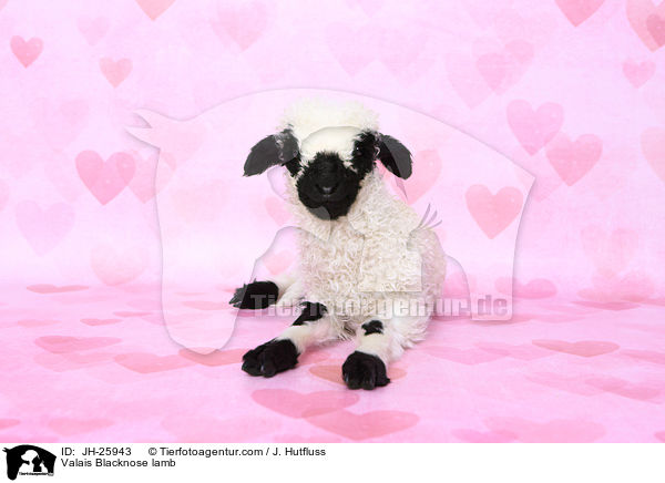 Walliser Schwarznasenschaf Lamm / Valais Blacknose lamb / JH-25943