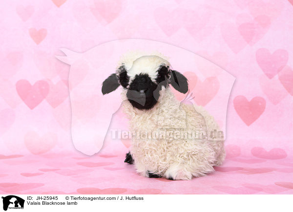 Walliser Schwarznasenschaf Lamm / Valais Blacknose lamb / JH-25945