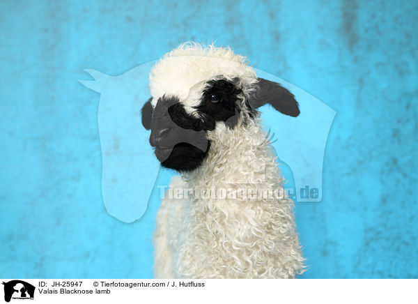 Walliser Schwarznasenschaf Lamm / Valais Blacknose lamb / JH-25947