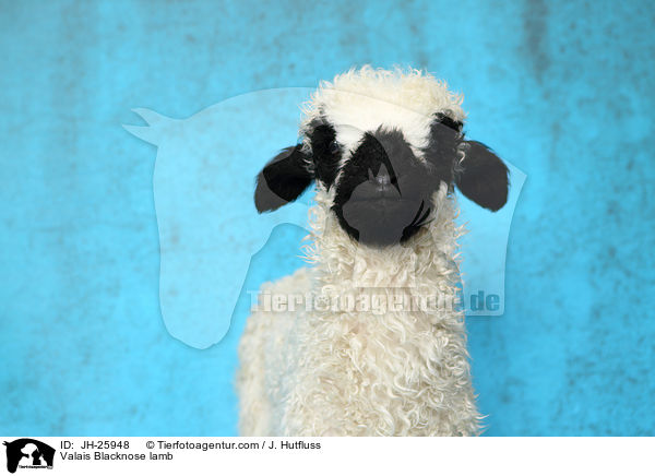 Walliser Schwarznasenschaf Lamm / Valais Blacknose lamb / JH-25948