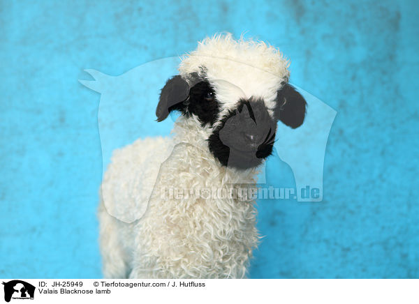 Walliser Schwarznasenschaf Lamm / Valais Blacknose lamb / JH-25949