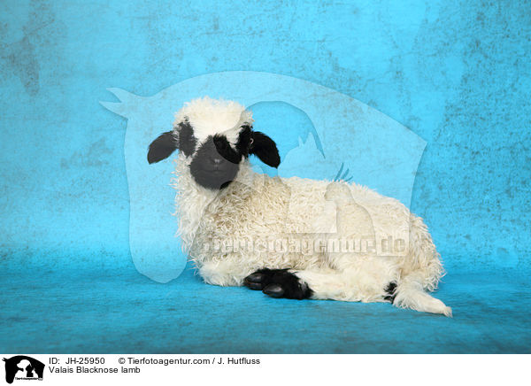 Valais Blacknose lamb / JH-25950