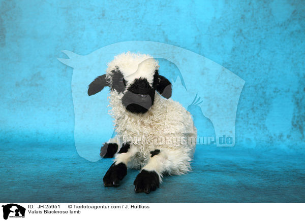Valais Blacknose lamb / JH-25951