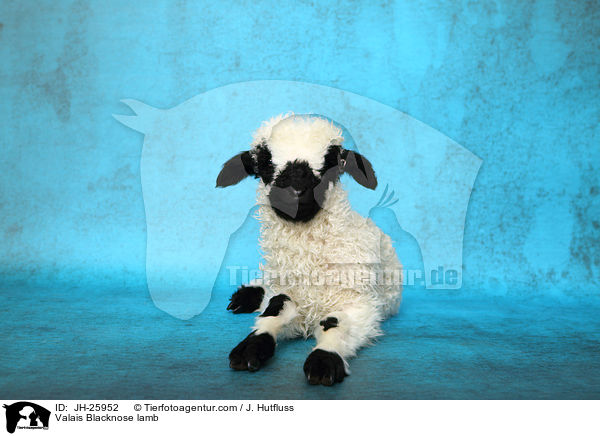 Walliser Schwarznasenschaf Lamm / Valais Blacknose lamb / JH-25952