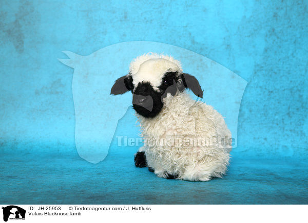 Walliser Schwarznasenschaf Lamm / Valais Blacknose lamb / JH-25953