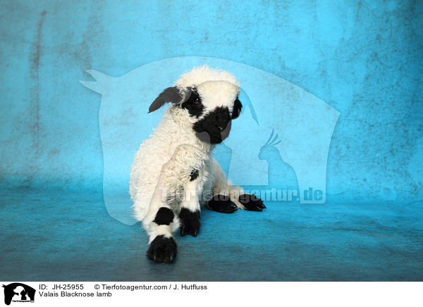 Walliser Schwarznasenschaf Lamm / Valais Blacknose lamb / JH-25955