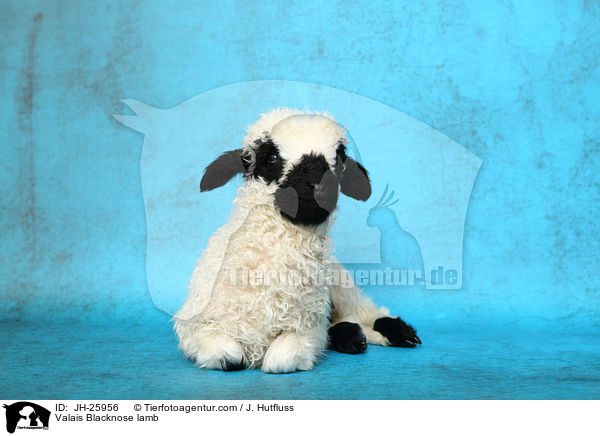 Walliser Schwarznasenschaf Lamm / Valais Blacknose lamb / JH-25956