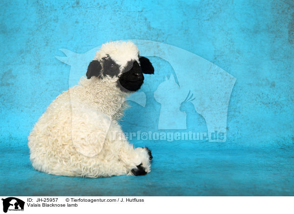 Valais Blacknose lamb / JH-25957
