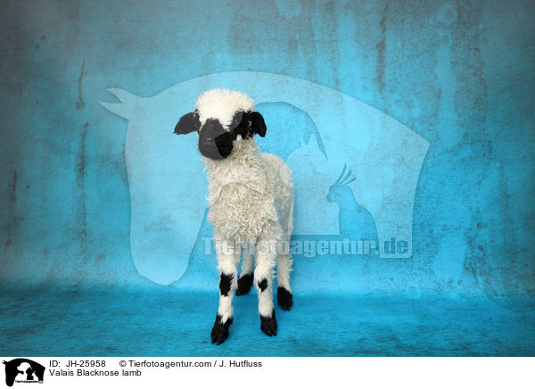 Walliser Schwarznasenschaf Lamm / Valais Blacknose lamb / JH-25958
