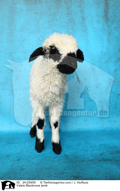 Valais Blacknose lamb / JH-25959