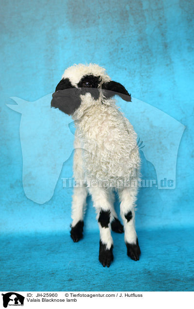 Walliser Schwarznasenschaf Lamm / Valais Blacknose lamb / JH-25960