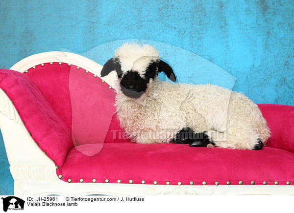 Walliser Schwarznasenschaf Lamm / Valais Blacknose lamb / JH-25961