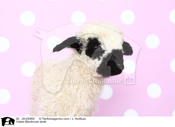 Walliser Schwarznasenschaf Lamm / Valais Blacknose lamb / JH-25964