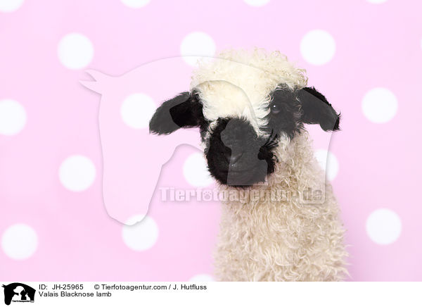 Walliser Schwarznasenschaf Lamm / Valais Blacknose lamb / JH-25965