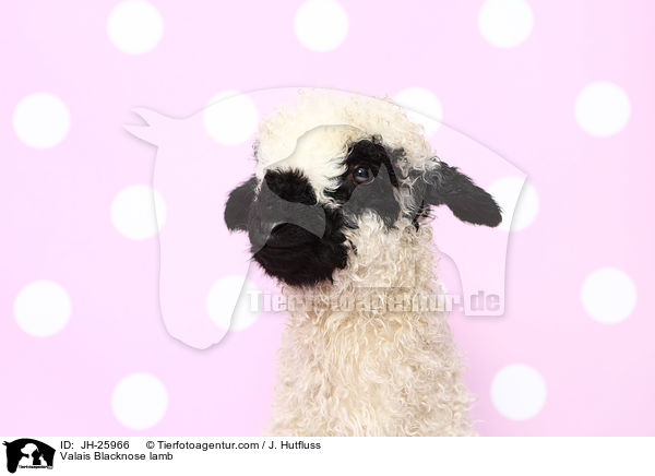 Walliser Schwarznasenschaf Lamm / Valais Blacknose lamb / JH-25966