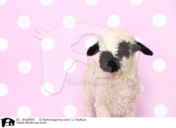 Walliser Schwarznasenschaf Lamm / Valais Blacknose lamb / JH-25967