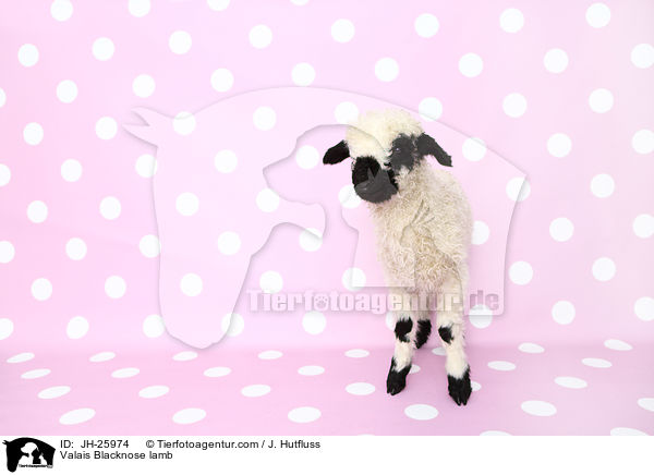 Valais Blacknose lamb / JH-25974