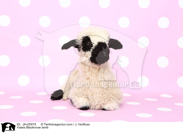 Valais Blacknose lamb / JH-25975