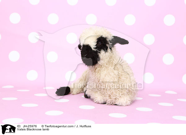 Valais Blacknose lamb / JH-25976