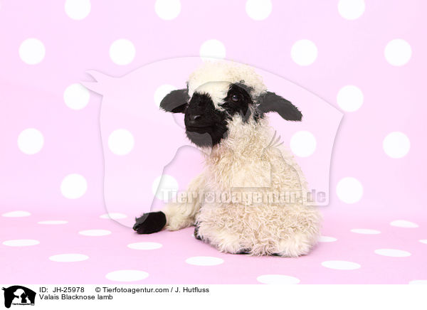 Valais Blacknose lamb / JH-25978