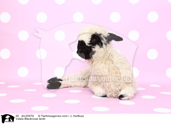 Walliser Schwarznasenschaf Lamm / Valais Blacknose lamb / JH-25979