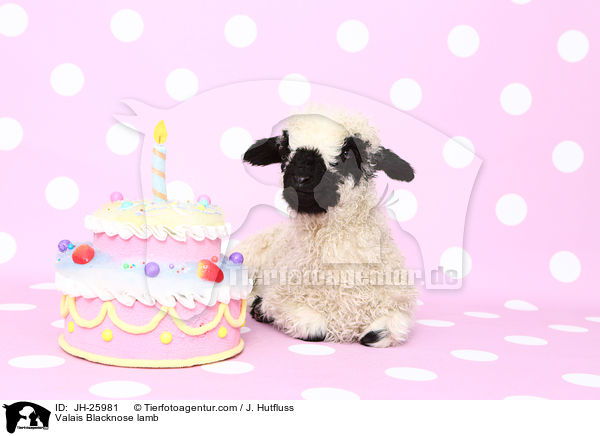 Walliser Schwarznasenschaf Lamm / Valais Blacknose lamb / JH-25981