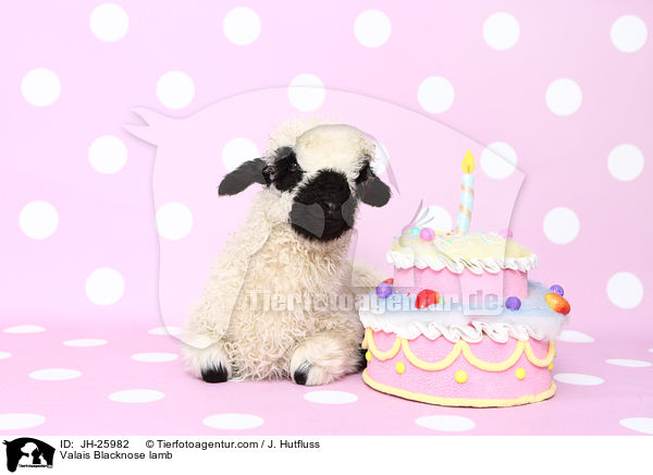 Walliser Schwarznasenschaf Lamm / Valais Blacknose lamb / JH-25982