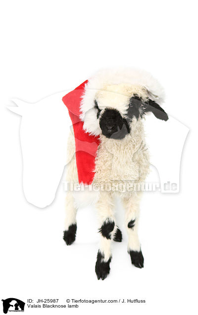 Walliser Schwarznasenschaf Lamm / Valais Blacknose lamb / JH-25987