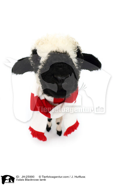 Walliser Schwarznasenschaf Lamm / Valais Blacknose lamb / JH-25990