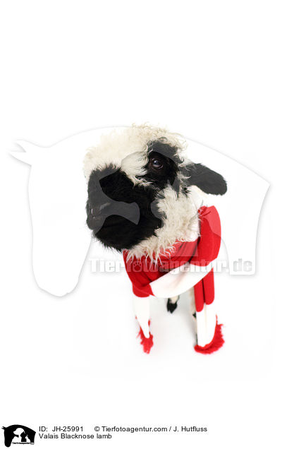 Walliser Schwarznasenschaf Lamm / Valais Blacknose lamb / JH-25991
