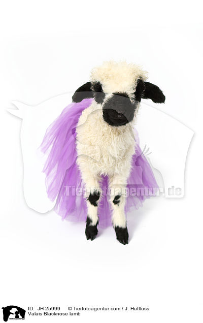 Walliser Schwarznasenschaf Lamm / Valais Blacknose lamb / JH-25999