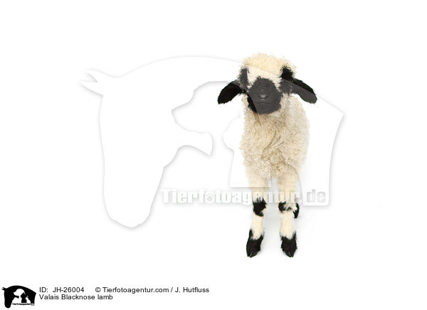 Walliser Schwarznasenschaf Lamm / Valais Blacknose lamb / JH-26004