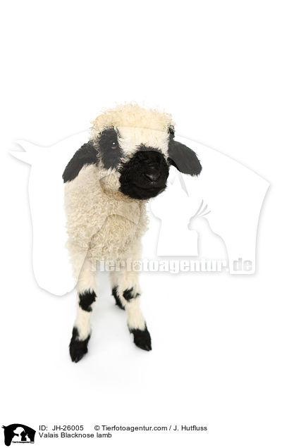 Walliser Schwarznasenschaf Lamm / Valais Blacknose lamb / JH-26005