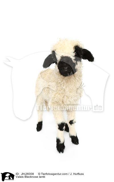 Valais Blacknose lamb / JH-26008