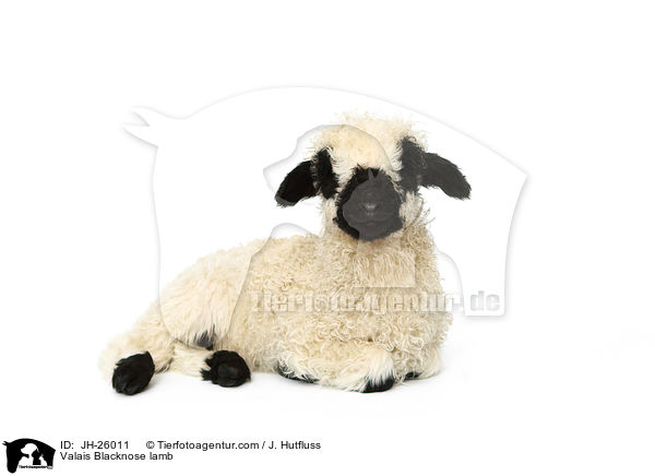 Valais Blacknose lamb / JH-26011