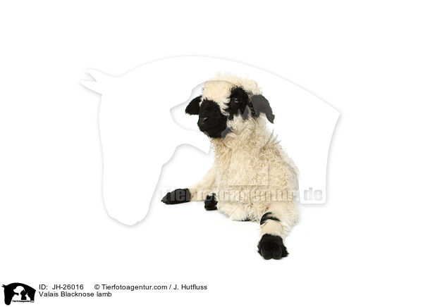 Walliser Schwarznasenschaf Lamm / Valais Blacknose lamb / JH-26016