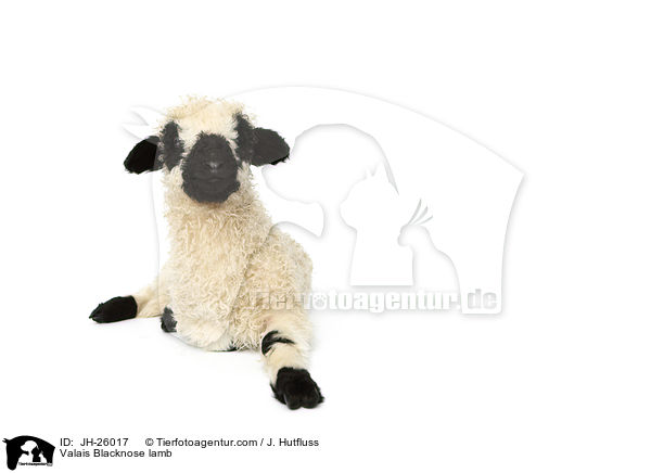 Valais Blacknose lamb / JH-26017