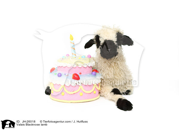 Walliser Schwarznasenschaf Lamm / Valais Blacknose lamb / JH-26018
