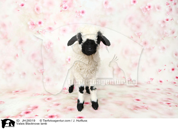 Valais Blacknose lamb / JH-26019