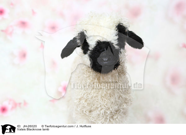 Valais Blacknose lamb / JH-26020