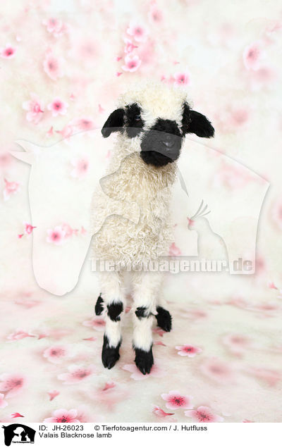 Valais Blacknose lamb / JH-26023