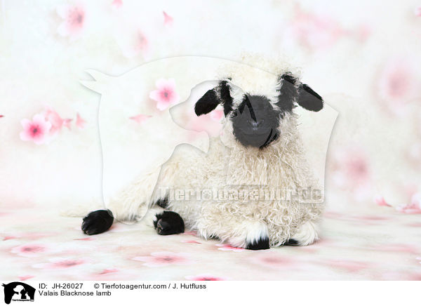 Walliser Schwarznasenschaf Lamm / Valais Blacknose lamb / JH-26027