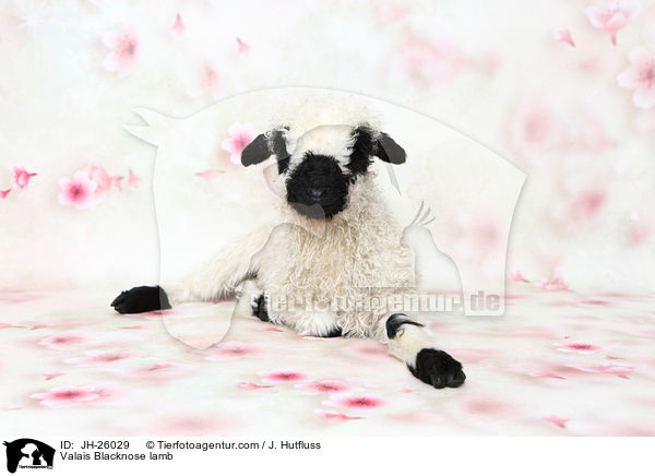 Walliser Schwarznasenschaf Lamm / Valais Blacknose lamb / JH-26029