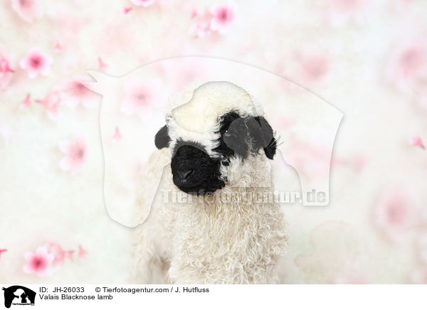Valais Blacknose lamb / JH-26033